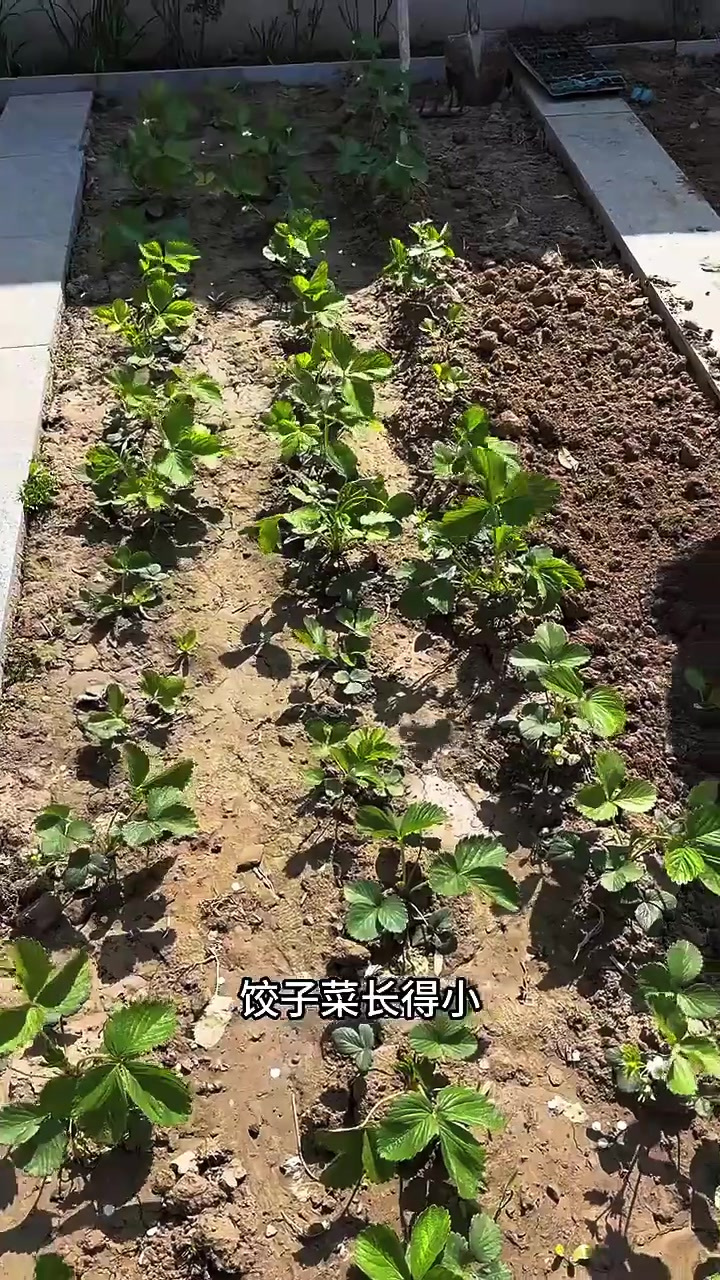 小院种菜苗,你们看看有哪些菜