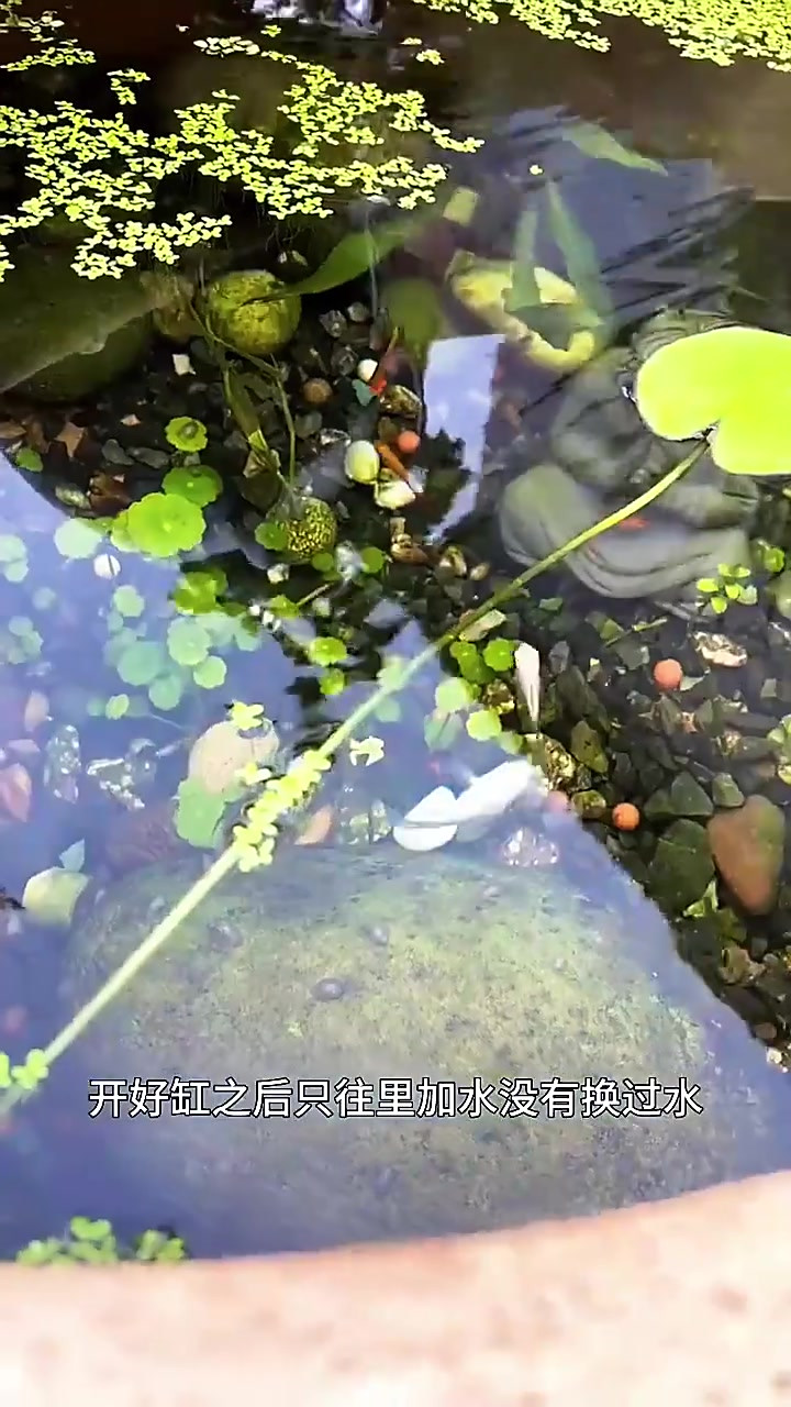生态养鱼后续来啦,鱼都活的好好的
