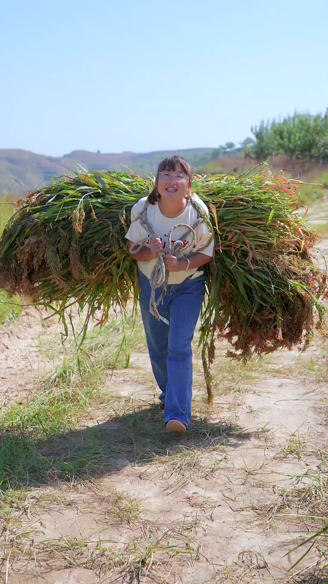 糜子是这样打下来的,你见过吗?用它做黄米糕可好吃了!