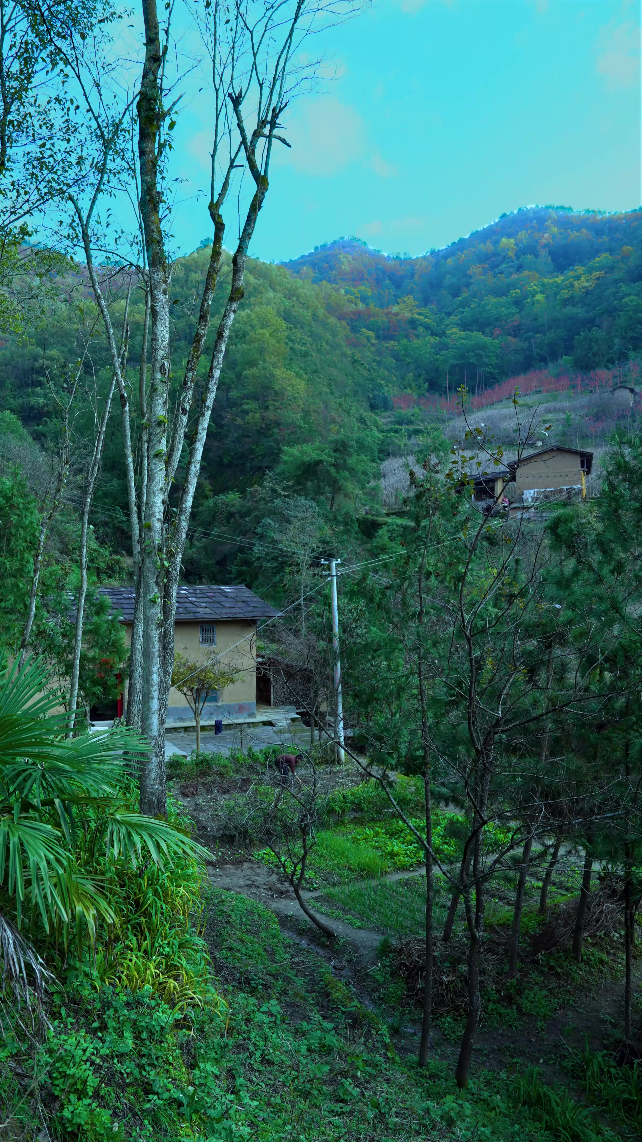 挖了红薯,做一顿儿时吃腻的红薯玉米粥