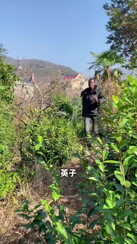 煮个贵州名菜凯里酸汤鱼,酸汤浓郁鱼肉嫩滑真是绝了
