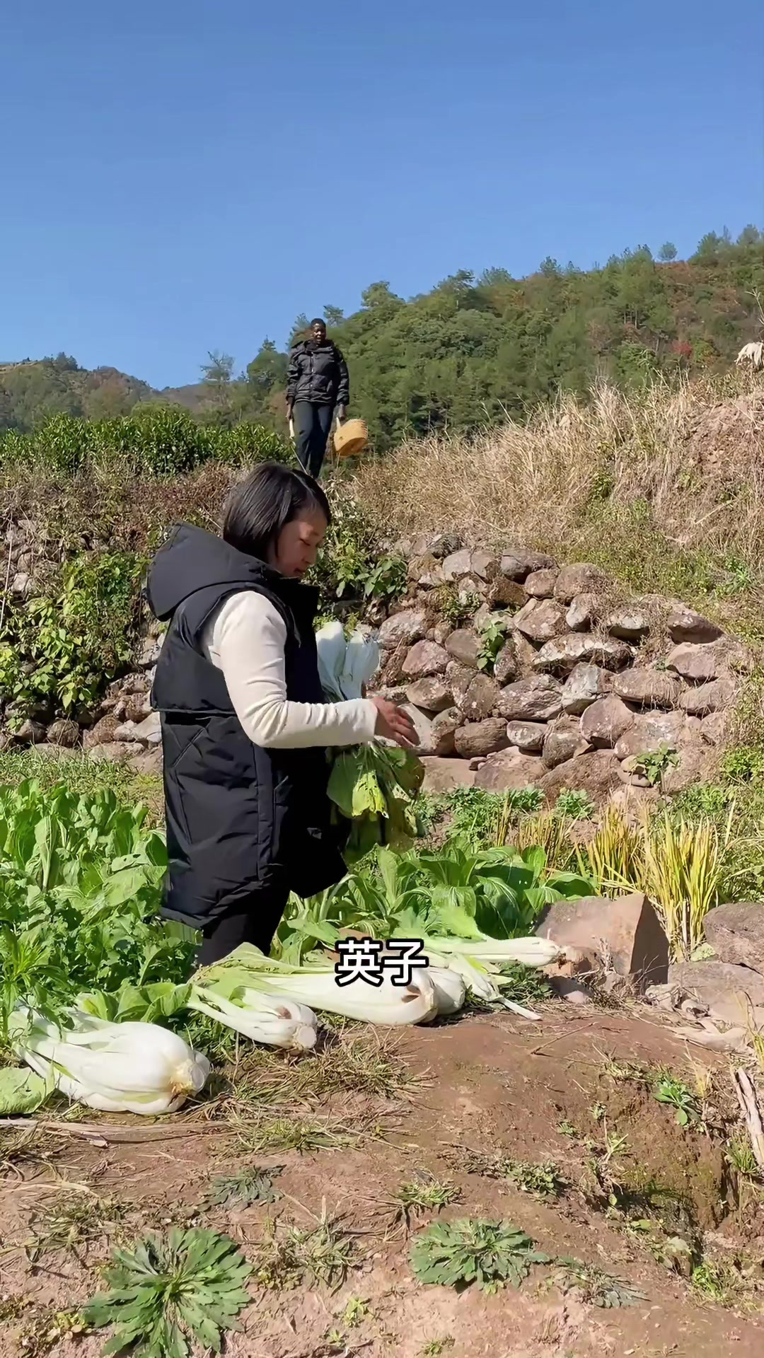 去地里挖了好多折耳根，一份凉拌，一份贵州特色菜折耳根炒腊肉