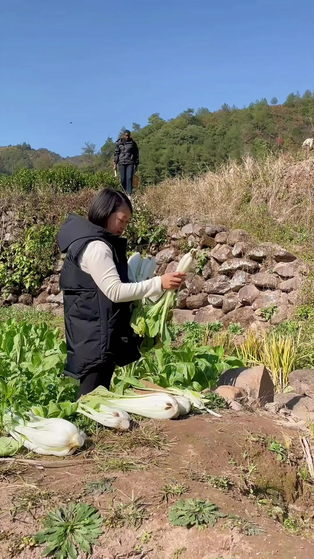 去地里挖了好多折耳根，一份凉拌，一份贵州特色菜折耳根炒腊肉