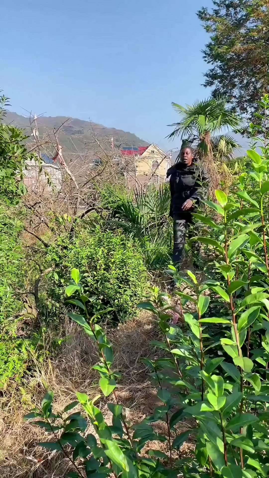 煮个贵州名菜凯里酸汤鱼,酸汤浓郁鱼肉嫩滑真是绝了