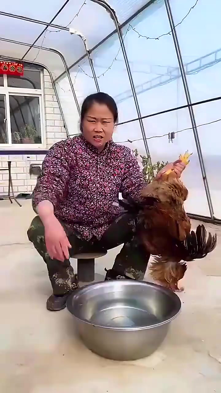 教你们个小妙招，如何快速给鸡脱毛，你学会了吗