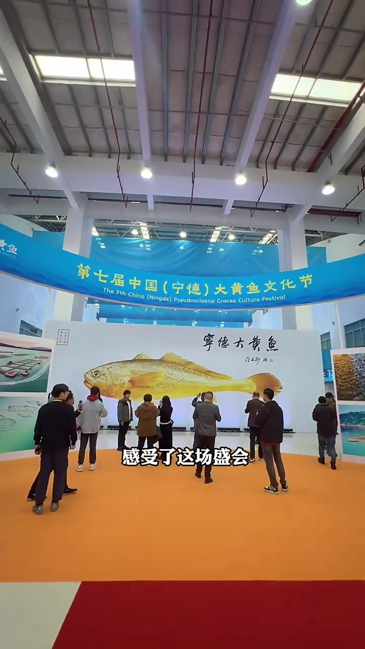 我们宁德的大黄鱼为啥这么火