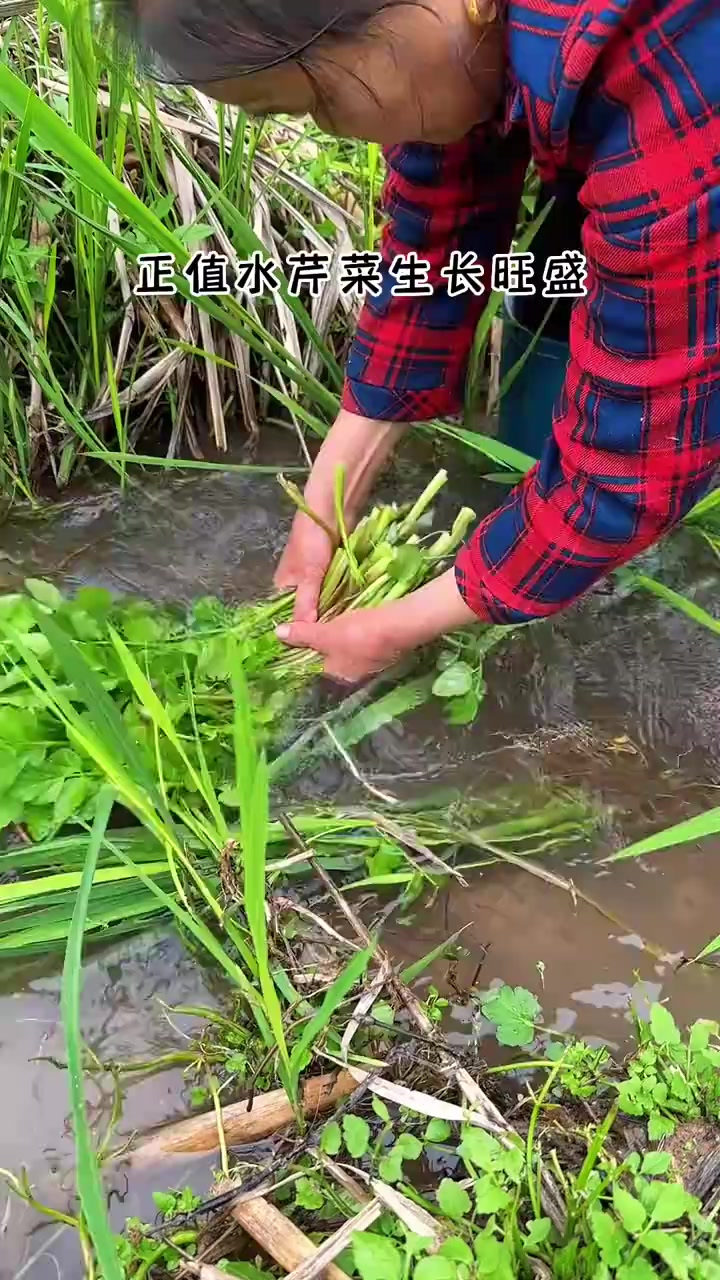 正是野芹菜生长旺盛的时候，拿它来和肉一起炒，真香