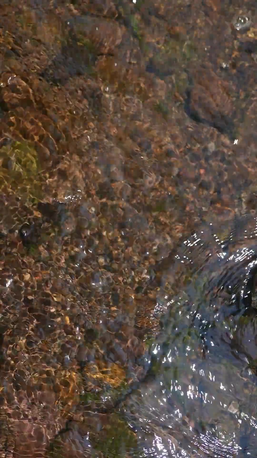 “菜之美者云梦之芹”水芹菜在我国有着2000多年的食用历史