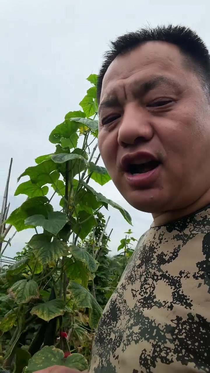 地里的茄子长得老多了,今天就做柴火铁锅炖鲶鱼茄子