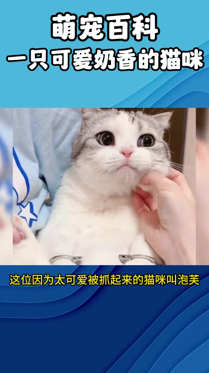 一只可爱奶香的猫咪