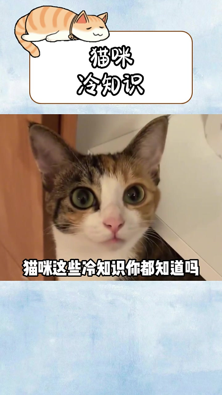 猫咪冷知识