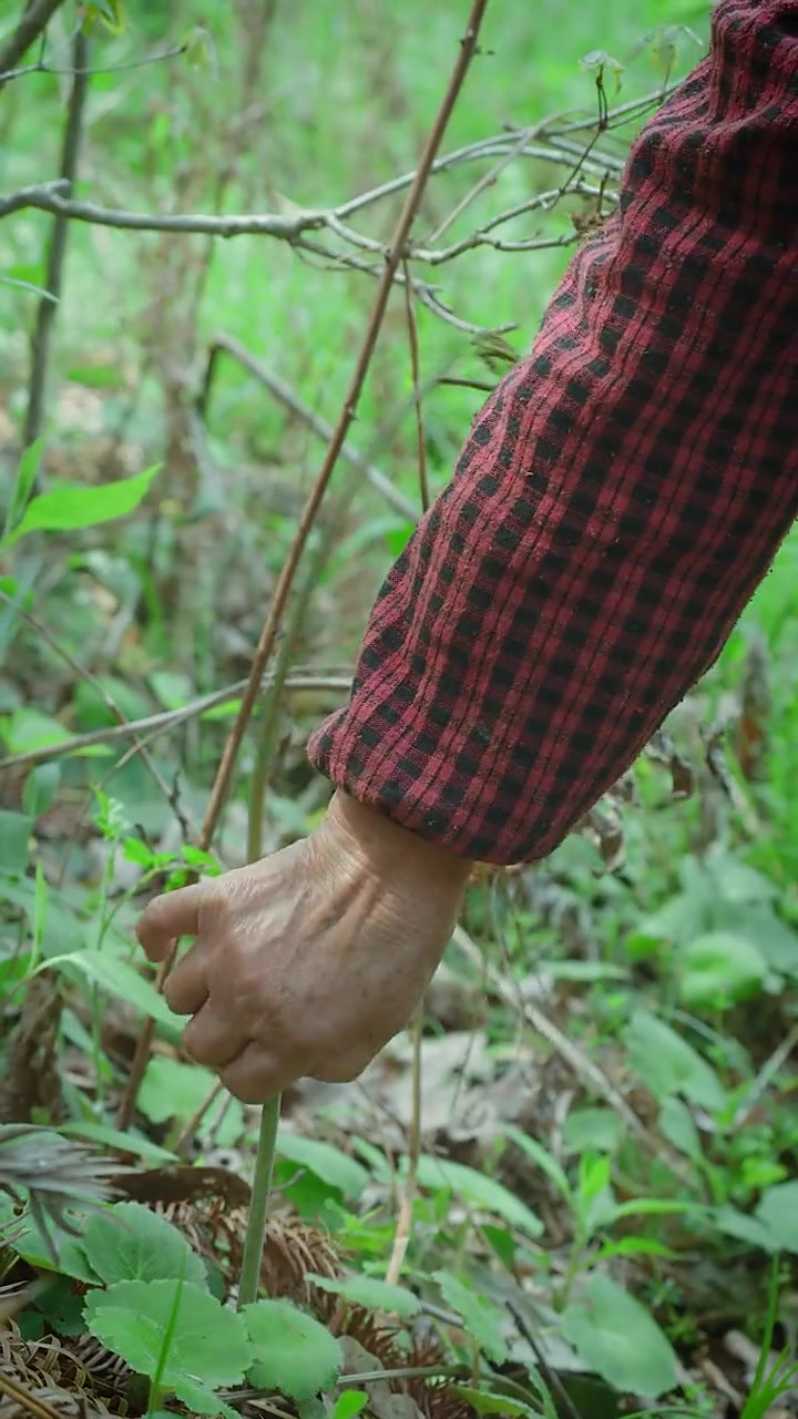 蕨菜,你们喜欢凉拌还是炒着吃呢?