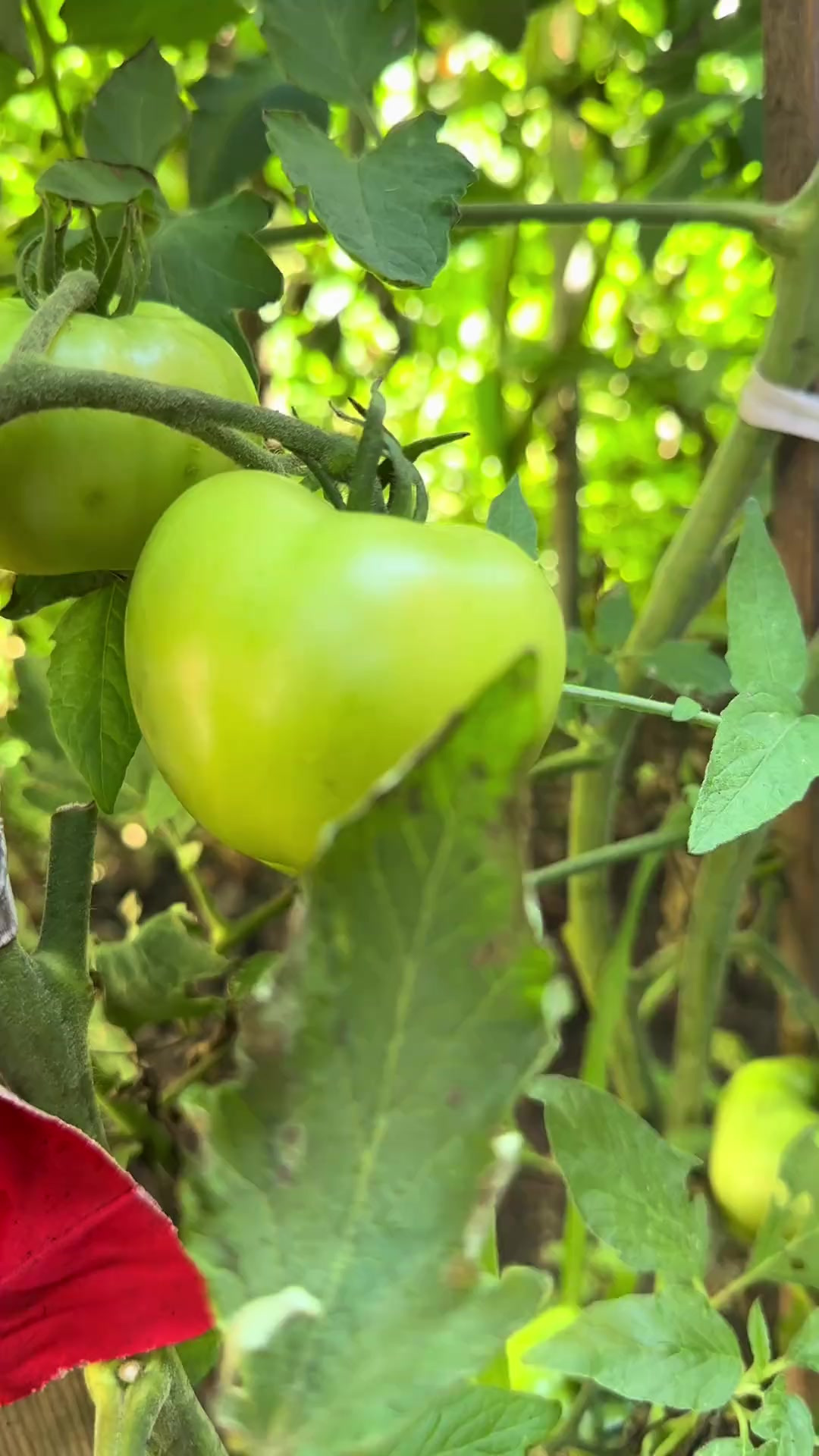 干锅鸭头在家里做着吃,又实惠又好吃,这小味挠挠的