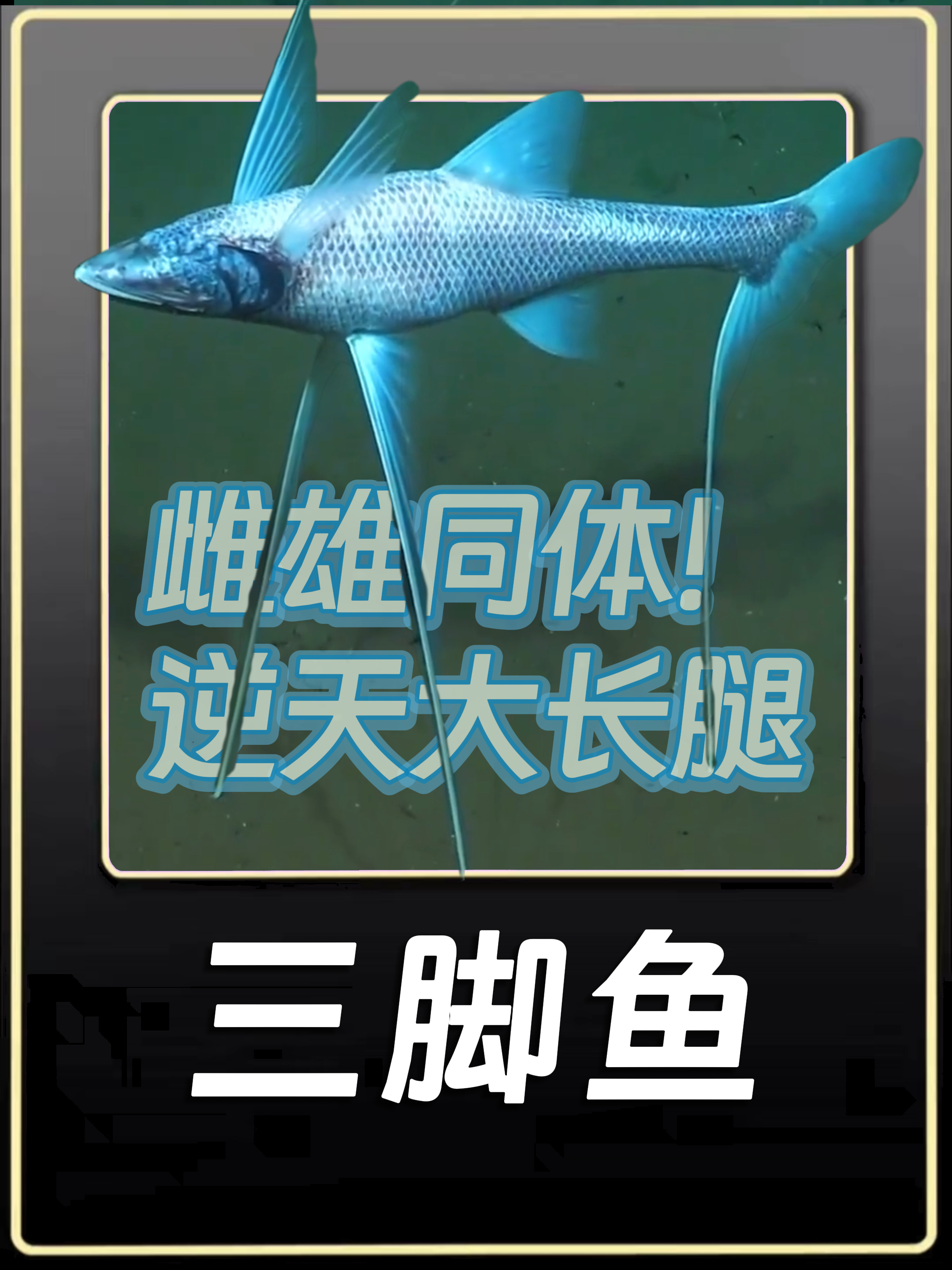 拥有三条腿的鱼原来是它,居然还是雌雄同体!