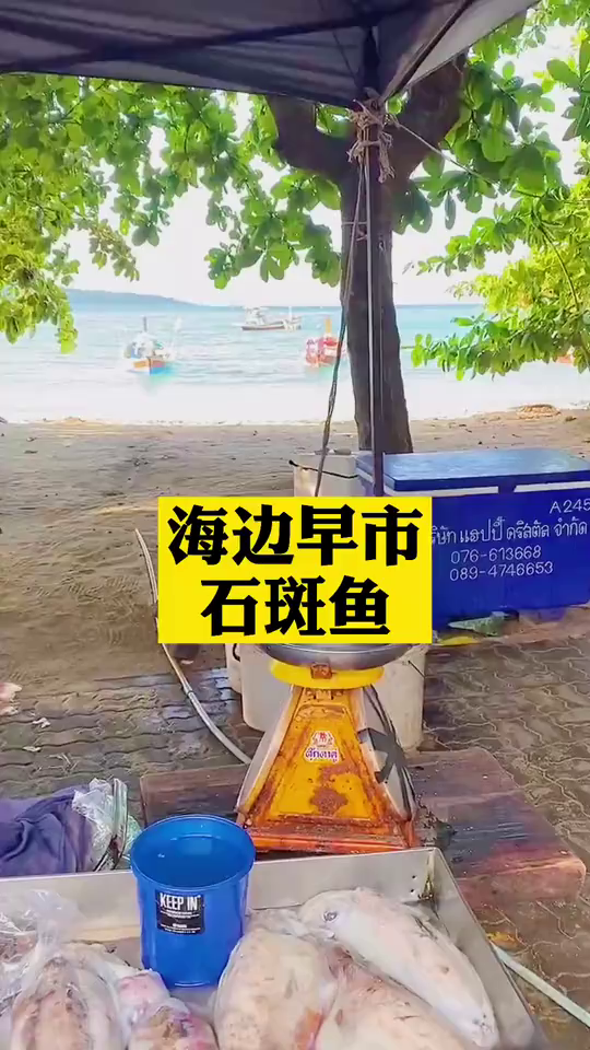 海边早市买条石斑鱼，午饭丰盛，花妞也爱吃