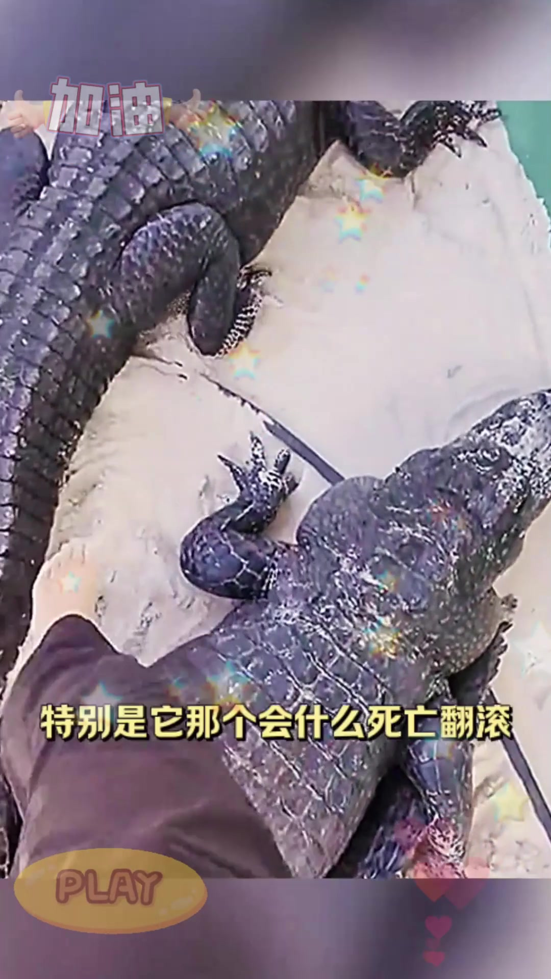 这鳄鱼也太怂了吧