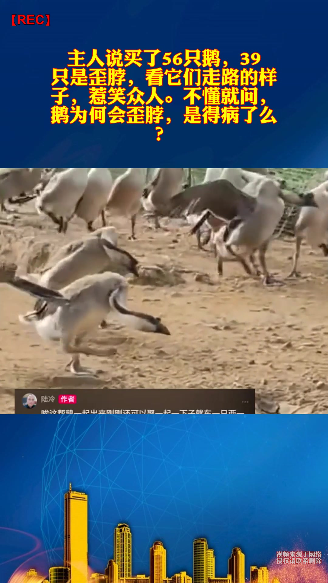 主人说买了56只鹅,39只是歪脖,看它们走路的样子,惹笑众人