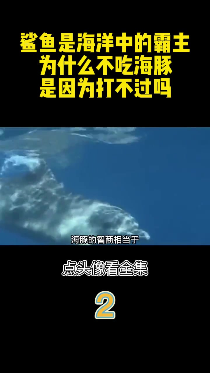 鲨鱼是海洋中的霸主,为什么不吃海豚?是因为打不过吗?