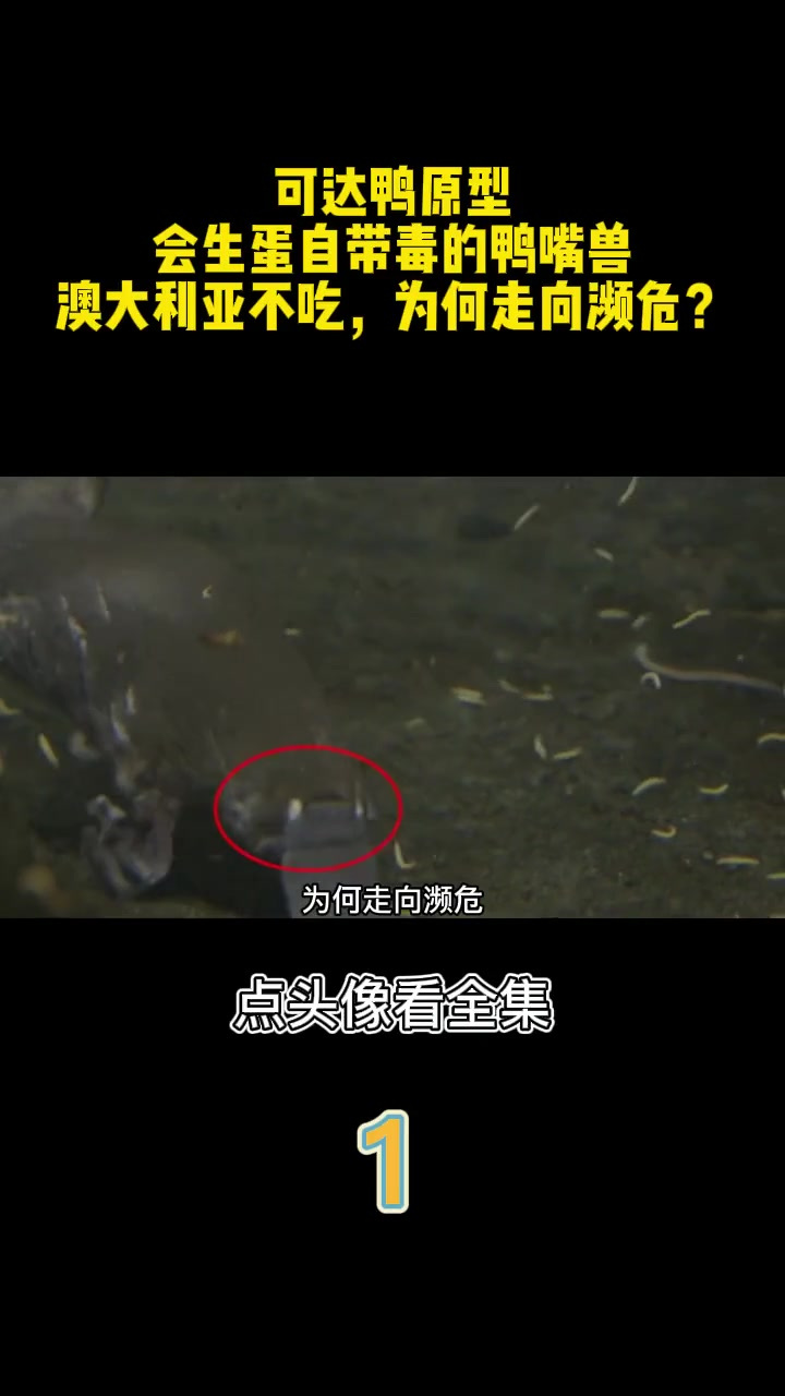 可达鸭原型,会生蛋自带毒的鸭嘴兽,澳大利亚不吃,为何走向濒危