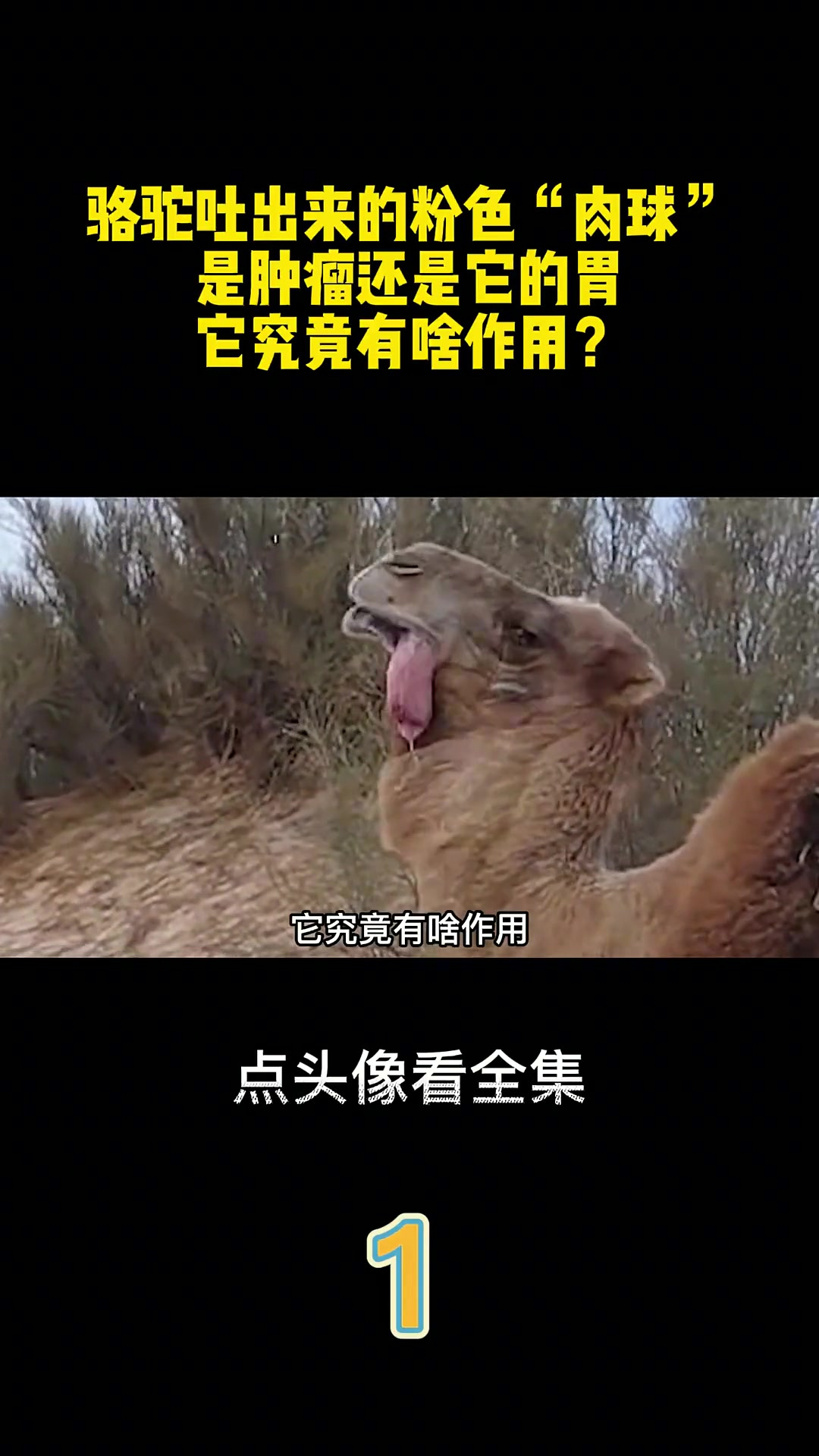 骆驼吐出来的粉色“肉球”,是肿瘤还是它的胃?它究竟有啥作用?