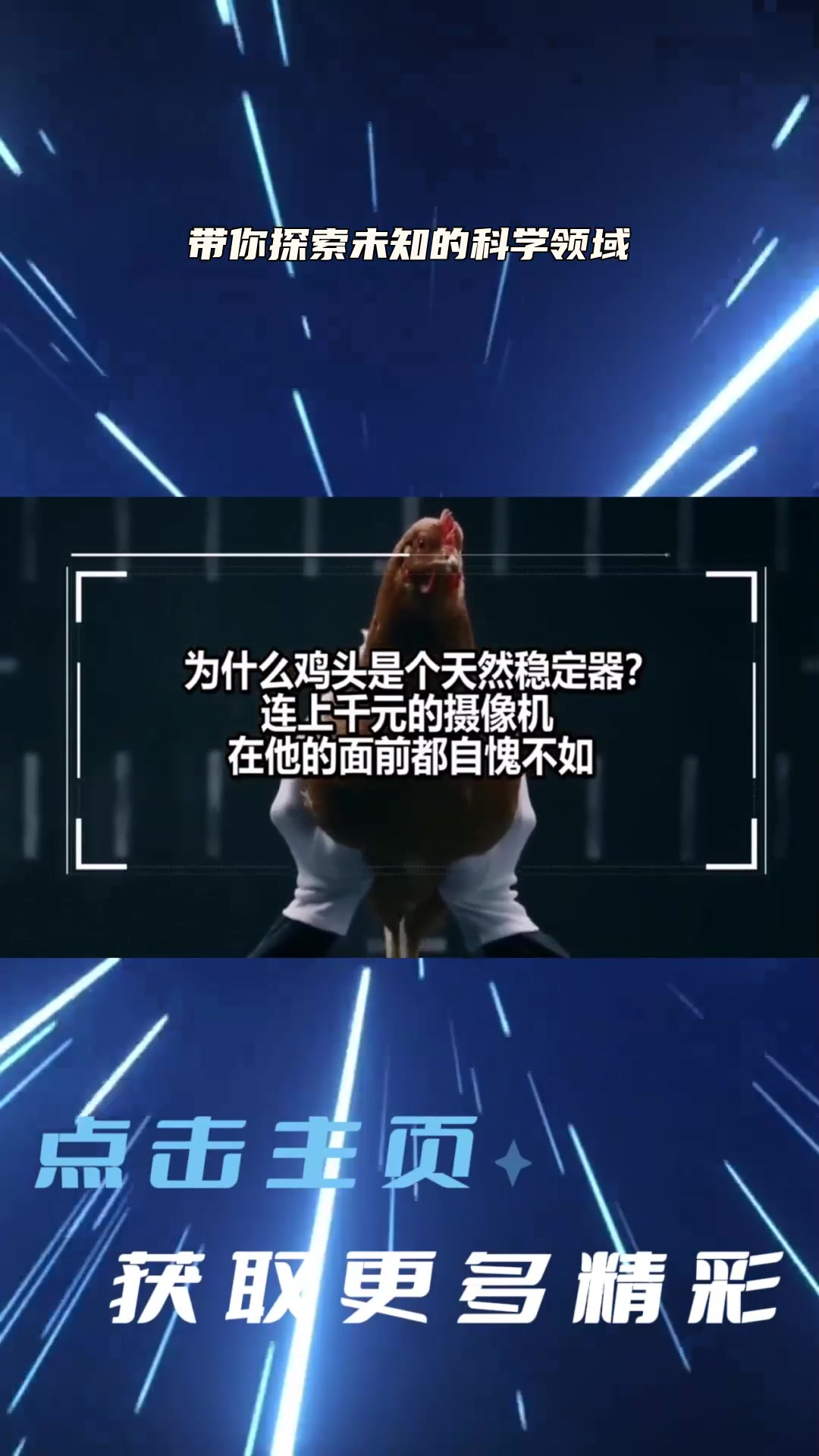 鸡头——天然稳定器31