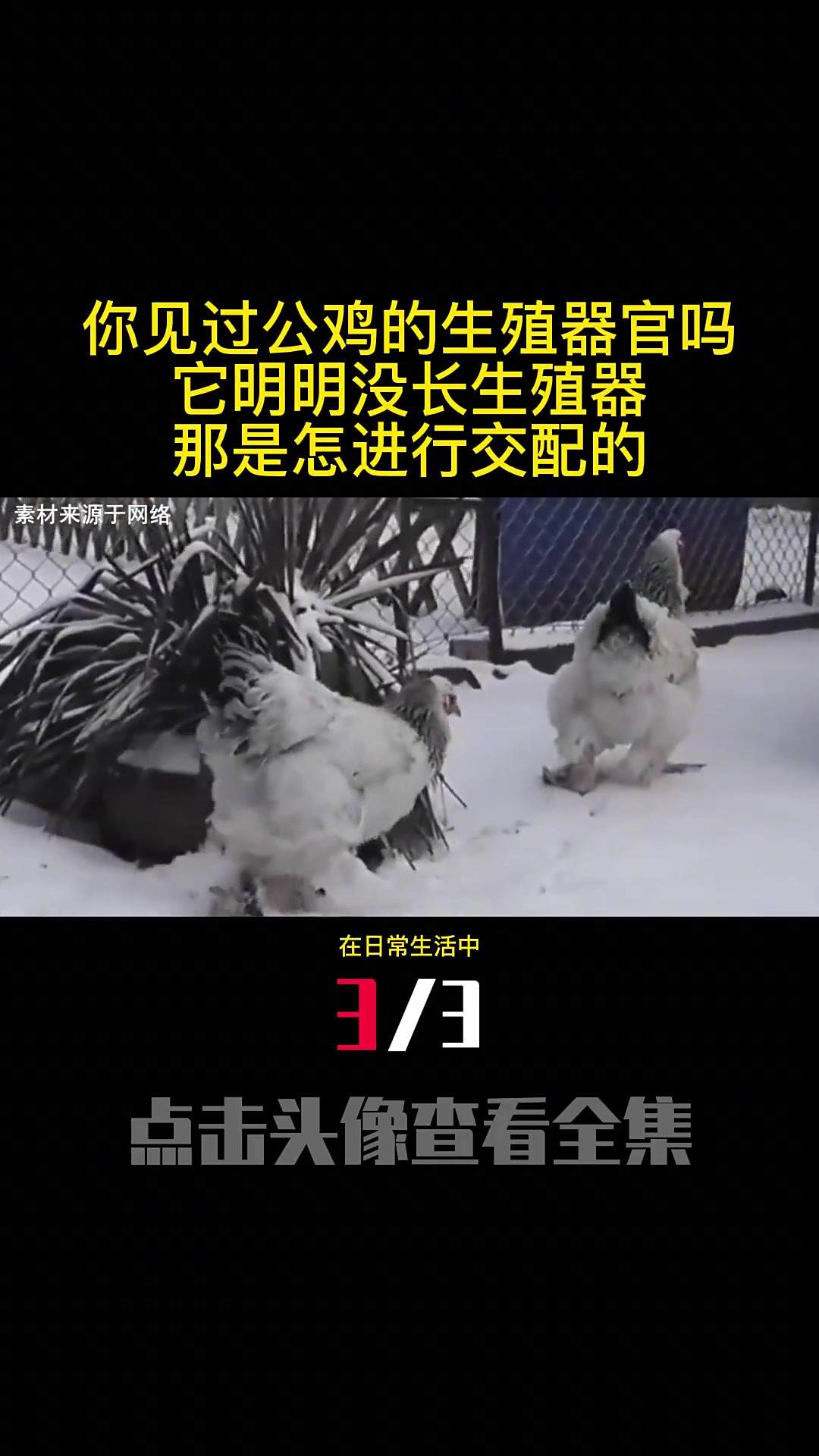 你见过公鸡的生殖器官吗?它明明没长生殖器,那是怎进行交配的