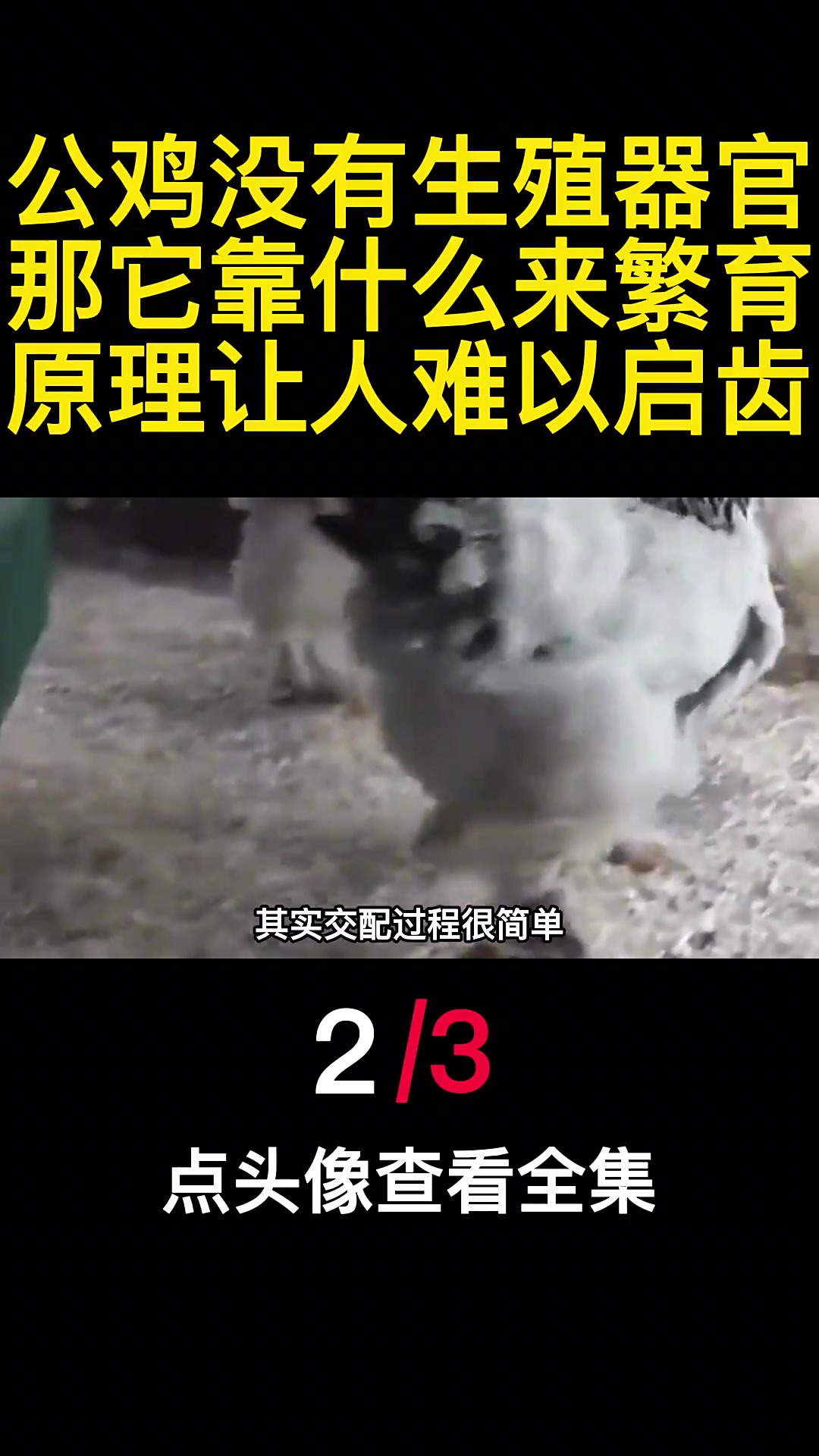 公鸡没有生殖器官,那它靠什么来繁育?原理让人难以启齿(2)