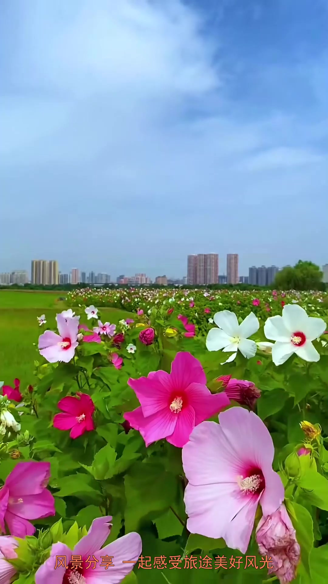 旅行,咸阳白鹭桥附近惊现大片芙蓉葵花海,芙蓉葵别称草芙蓉、大