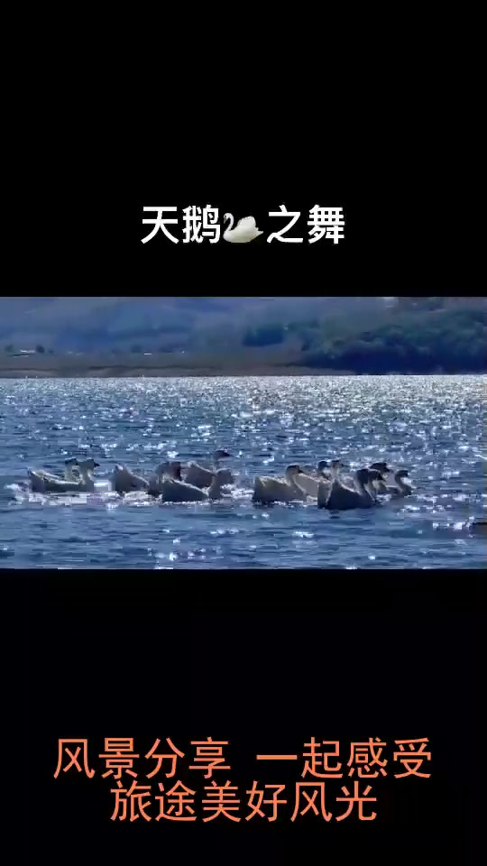 旅行,白鹅在松花湖上面游像一团团蓝色天幕下的白云.……,旅游