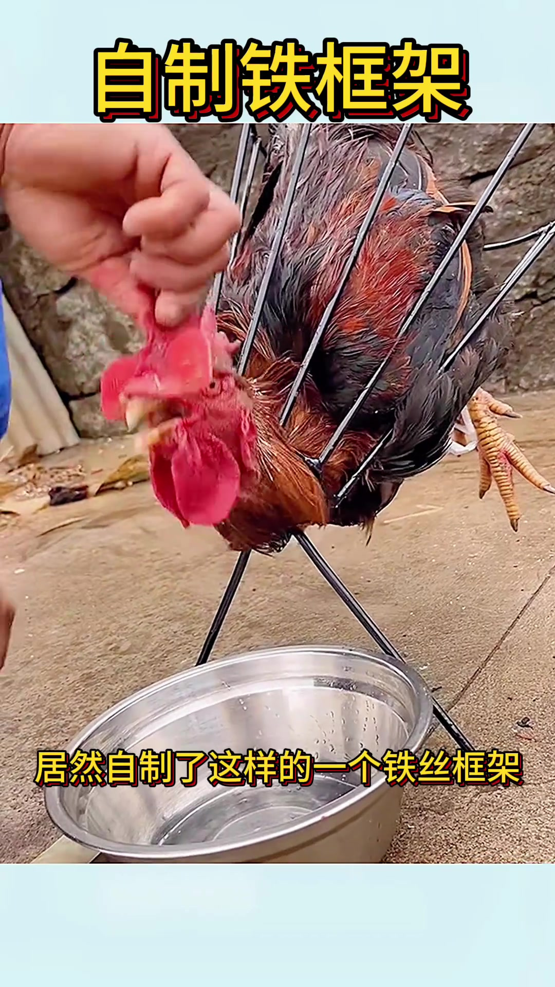 创意杀鸡工具:简单铁丝框架束缚公鸡无反抗力