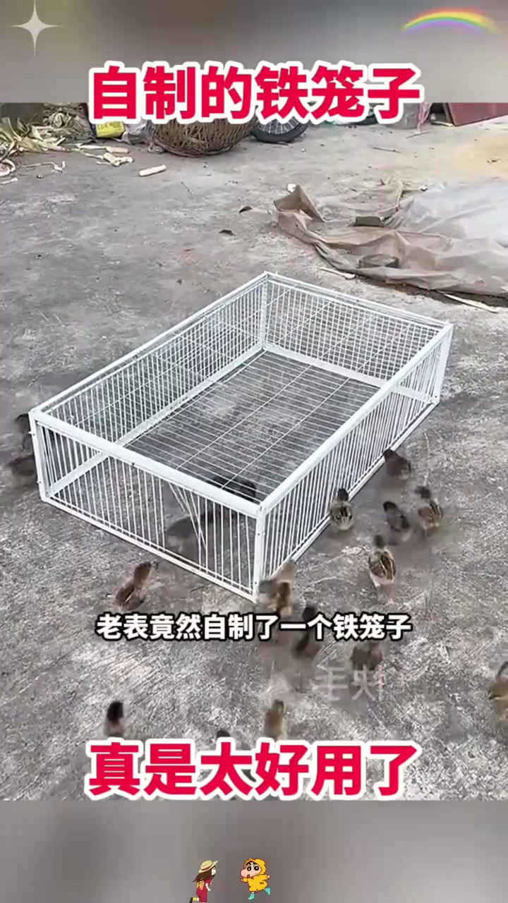 老表自制铁笼,轻松解决小鸡进笼难题!