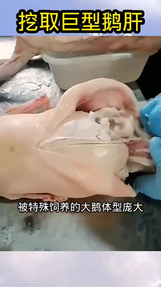 挖取巨型鹅肝,真是舌尖上的美味!