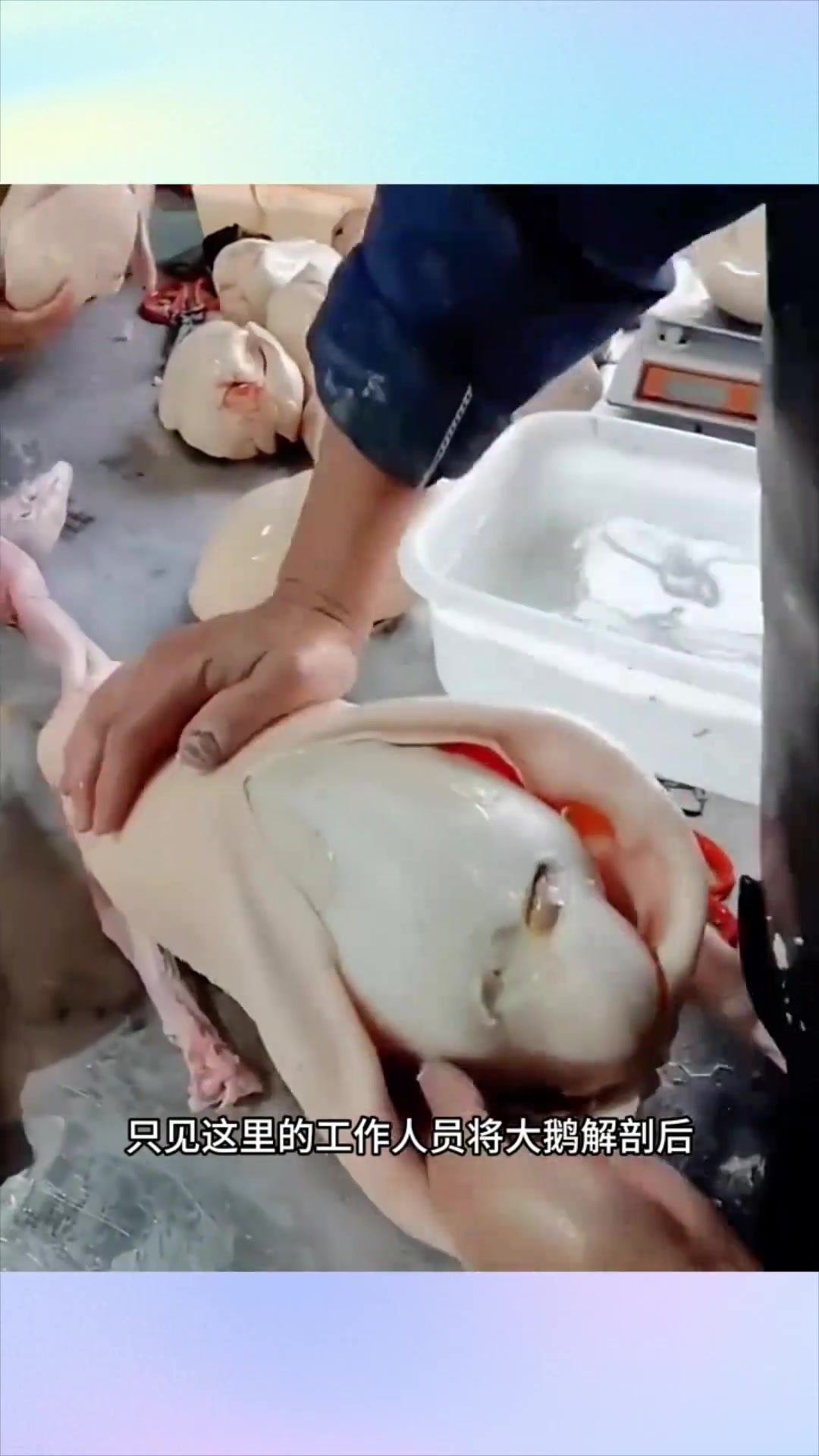 惊人发现:大鹅体内竟然储存大量鹅肝,解剖揭示高产潜力