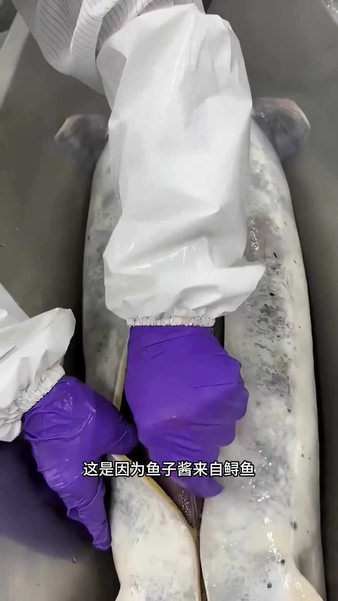 为什么鱼子酱那么贵鱼卵却很便宜