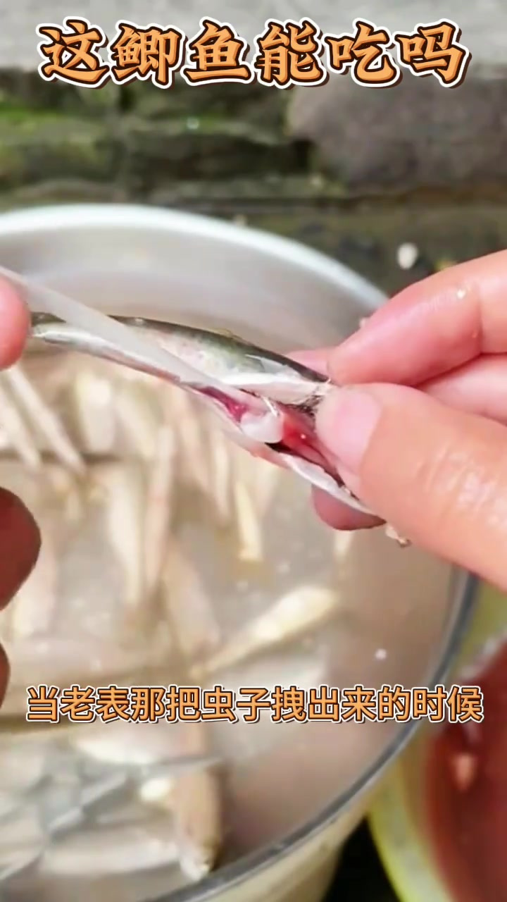 “惊呆了!鲫鱼肚里竟藏30厘米长白色虫子,大家还敢吃吗?”