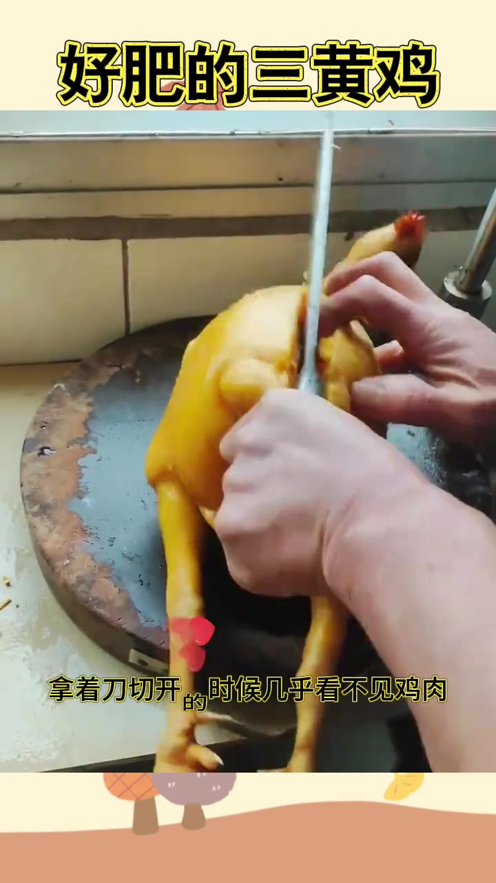 肥膘鲜美!一层厚黄脂!三黄鸡炖汤绝佳!活过几年?