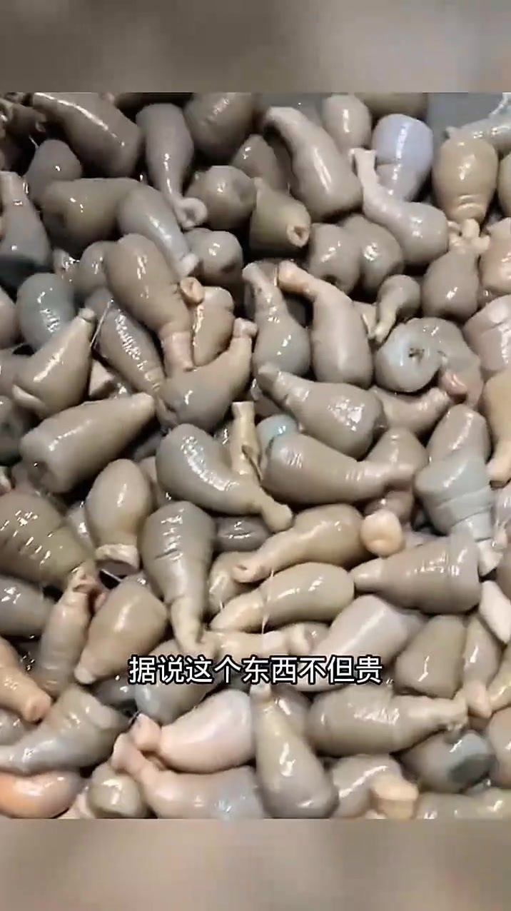 这些鱿鱼仔,能换一套房子!