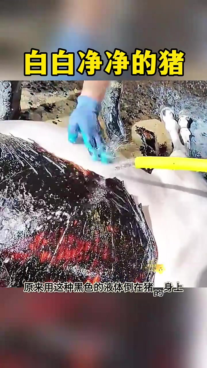 揭秘猪肉变白的秘密:黑色液体为何能美肌?丈母娘也想试试!