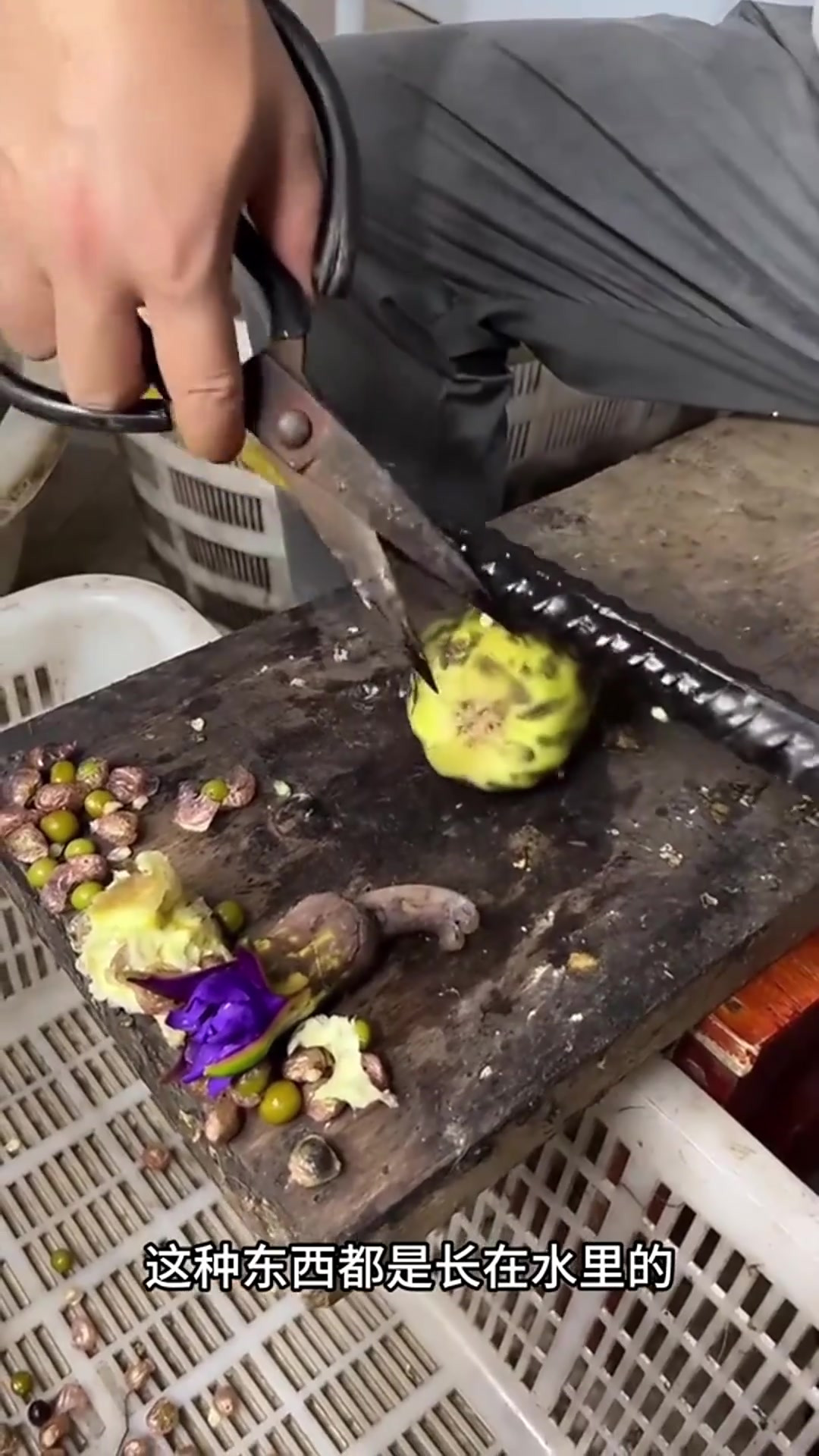 水里长的刺菜,小时候经历回忆