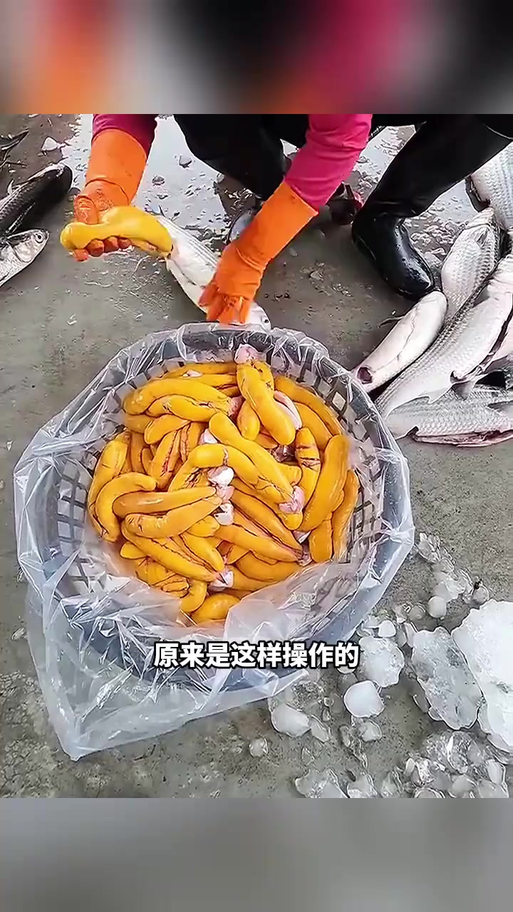 这么大个儿的鱼籽,怎么做最好吃!