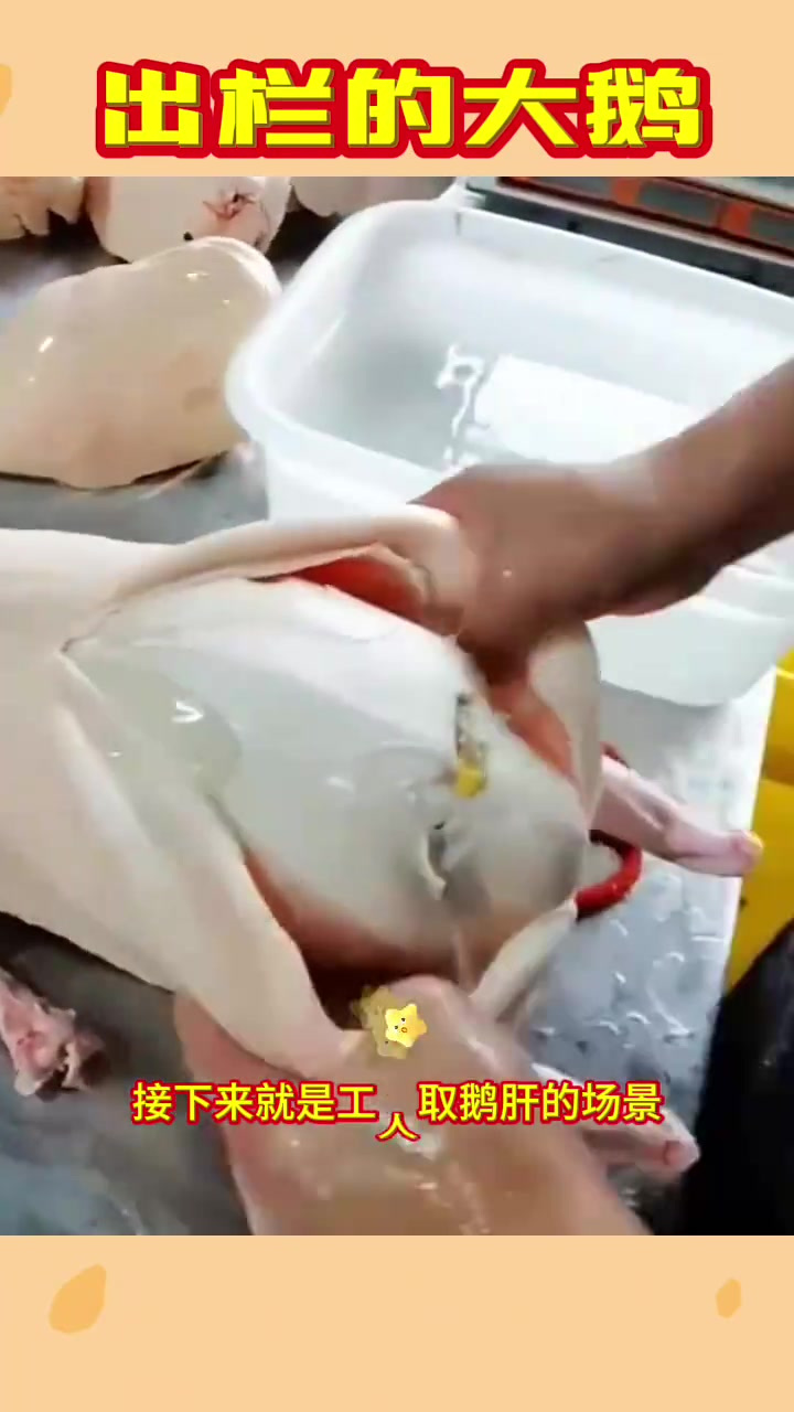 精细取肝!人工养鹅三个月,尽得一块五斤鹅肝