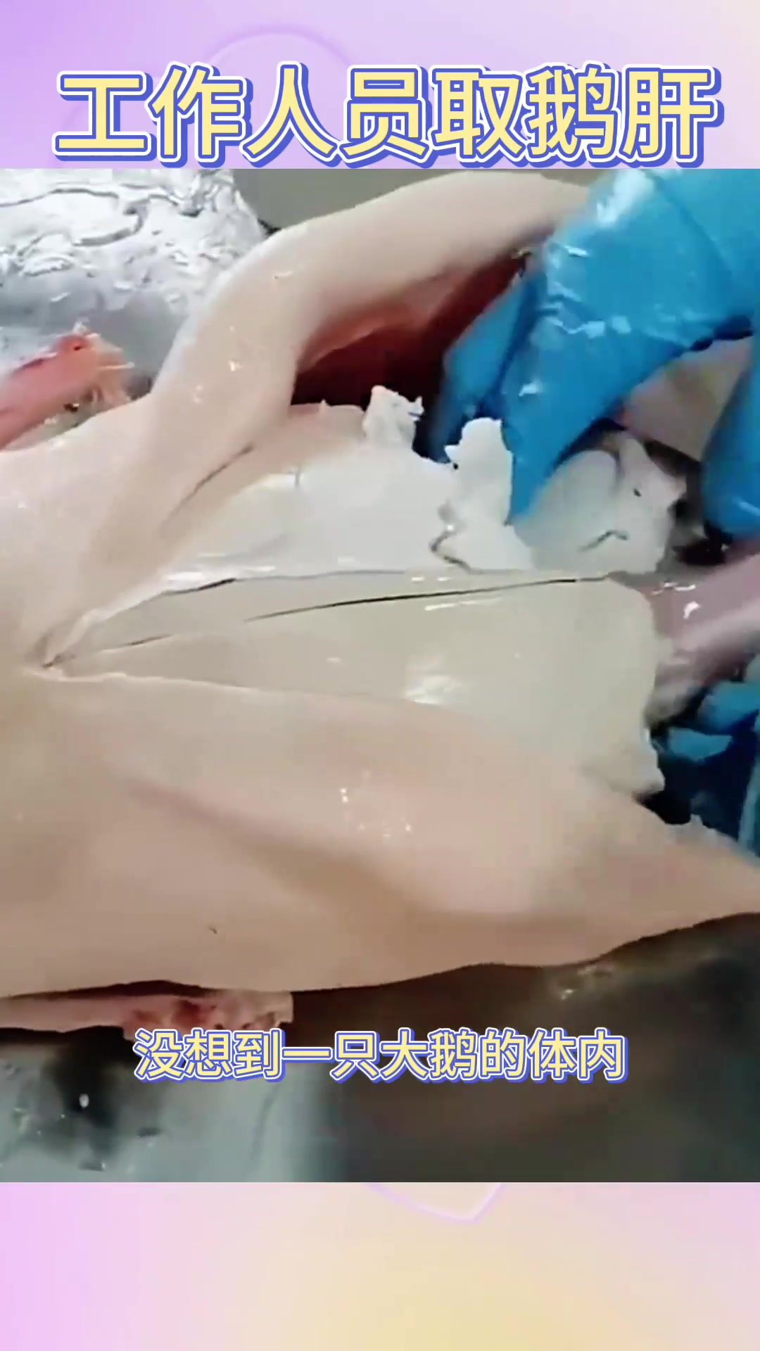 工作人员取鹅肝,鹅肝属实也太大了