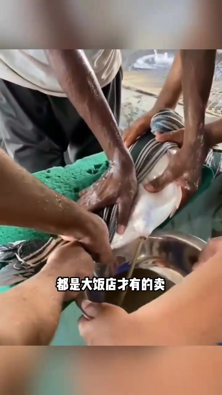 “珍稀鱼类与鱼子酱的奇妙之旅:一盆换一年不干活的梦想!”