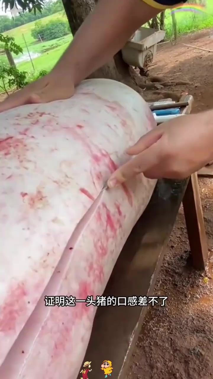 “薄皮猪肉的真假:究竟好不好吃?”