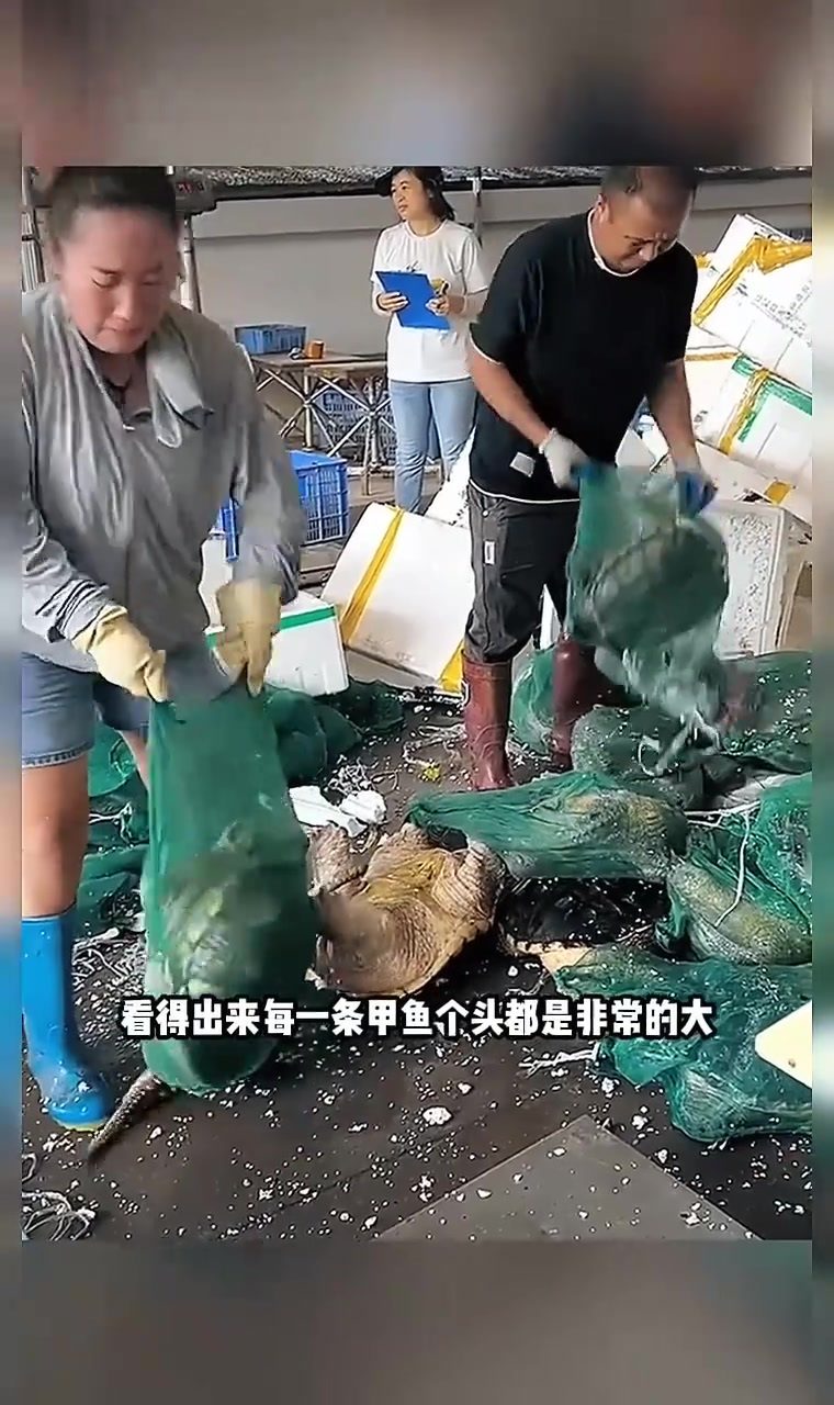 家中养千只强壮甲鱼,炖汤口感美味令人期待!