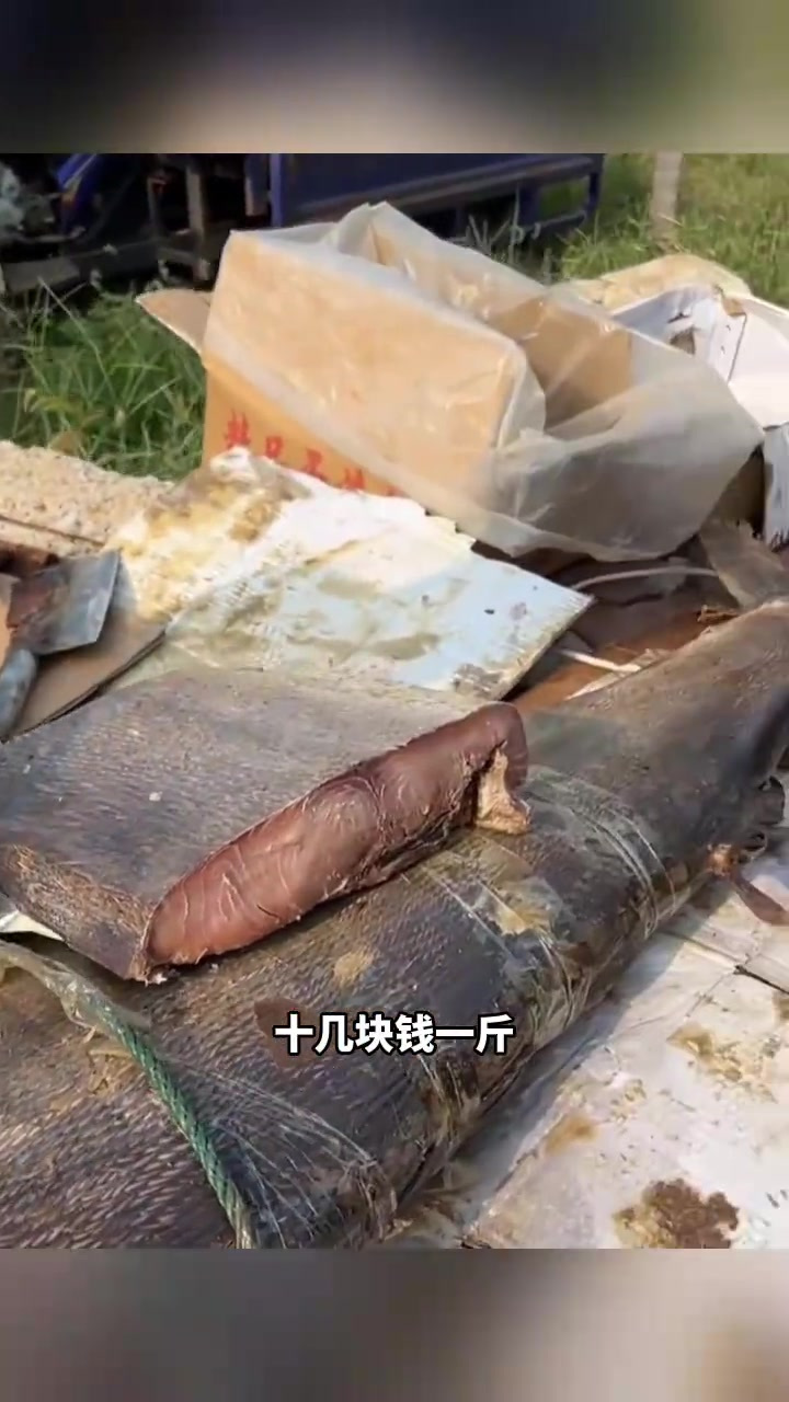 街头金枪鱼价格便宜,但外观如木头,是否真的好吃?