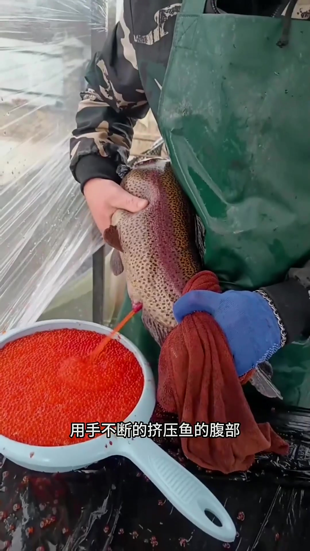 揭秘鱼子酱制作过程:工人手法与鲑鱼丸的奇妙诞生