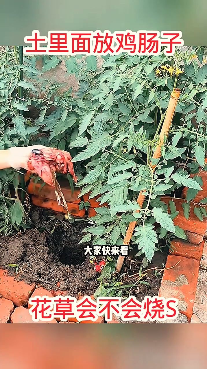 土里面放鸡肠子,花会不会被烧S!