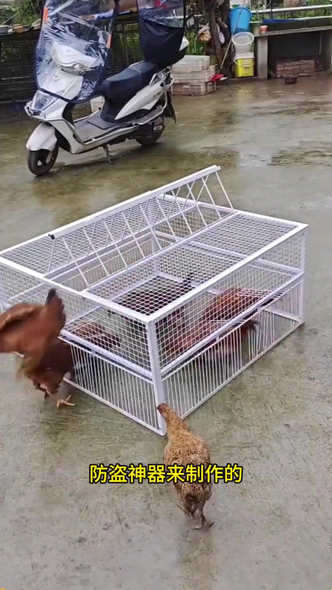 只能进不能出的捕鸡神器