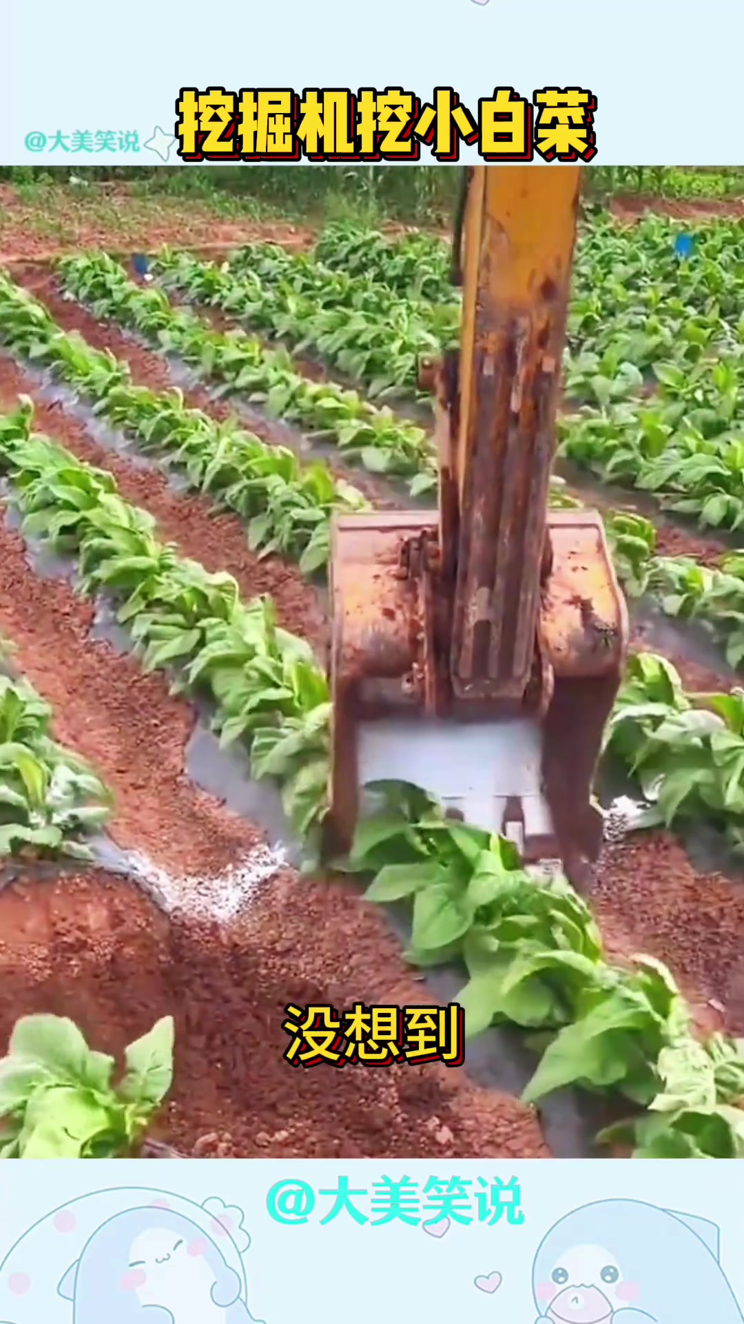 挖掘机拆迁毁掉刚长好的小白菜,令人心痛不已!